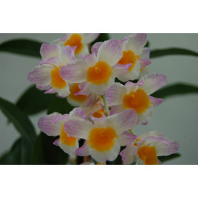 Dendrobium farmeri (Jgpf.)