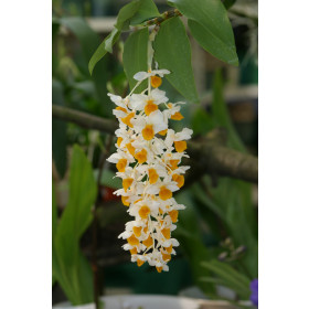 Dendrobium thyrsiflorum (Jgpfl.)