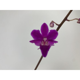 Doritaenopsis Purple Gem (1 Rispe)