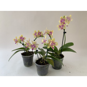 Phalaenopsis Biondoro-Sparset