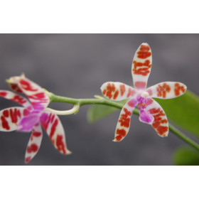 Phalaenopsis mariae 'Dark'