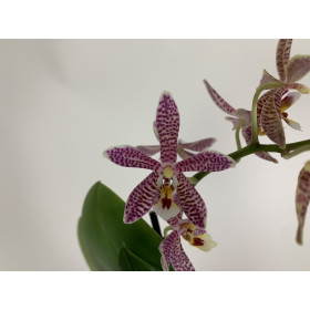 Phalaenopsis stuartiana puntatissima x mannii 'Dark' (2 Rispenansätze)