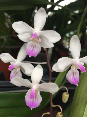 Phalaenopsis lindenii (Jgpfl.)