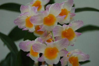 Dendrobium farmeri (Jgpf.)