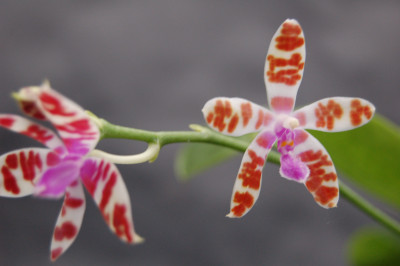 Phalaenopsis mariae 'Dark'