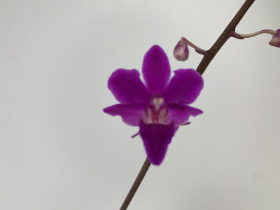 Doritaenopsis Purple Gem (1 Rispe)