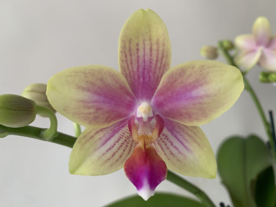 Phalaenopsis Biondoro (2 Rispen)
