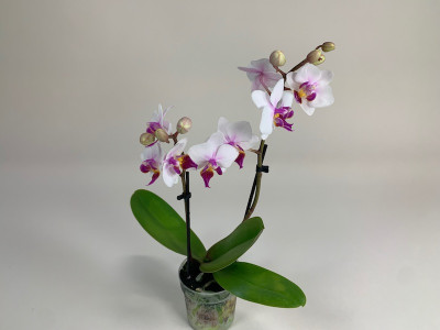 Doritaenopsis Alice (2 Rispen) | Orchideen-Wichmann.de - Highest ...