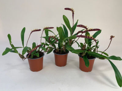 Bulbophyllum falcatum-Sparset  (in Knospe/Blüte)