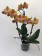 Phalaenopsis Las Vegas 'Bronze' (3 Rispen)
