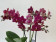 Phalaenopsis Dazzling Devil (2-3 Rispen)
