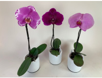 Phalaenopsis Singolo-Sortiment (1 Blüte, inkl. Übertopf)