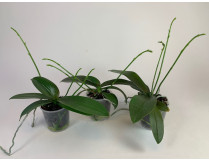 Phalaenopsis Minimark-Sparset, 2-3 Rispenansätze (im 9 cm Topf)