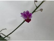 Phalaenopsis (pulcherrima x appendiculata) x Anna Larati Soekardi (1-2 Rispen)
