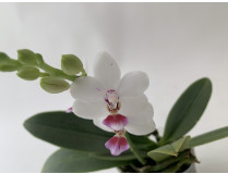Phalaenopsis Miki mic parishii (1 Rispe)