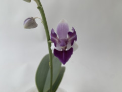 Phalaenopsis Mem. Val Rettig 'Peloric' (1-2 Rispen)