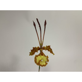 Psychopsis kramerianum (1 Blütenstiel)