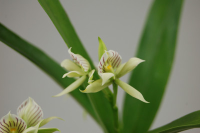 Encyclia fragrans (in Knopse/Blüte)