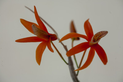 Dendrobium unicum (in Blüte/Knospe)