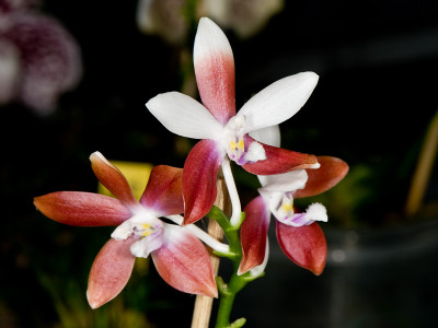 Phalaenopsis tetraspis C2 (in Knospe/Blüte)
