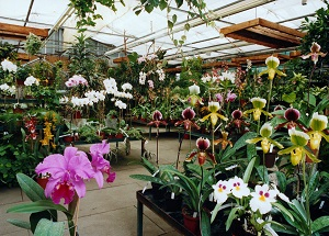 Orchideen Wichmann