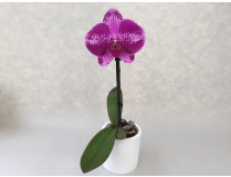 phalaenopsis_big_singolo_violett.