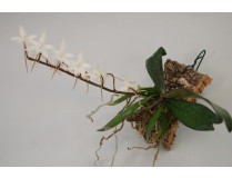 orchideen-arten-aerangis_biloba.
