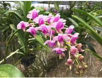 ategorien-orchideen-arten-aeridis_quinquevulner
