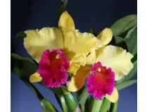 orchideen-arten-brassolaeliocattleya_alma_kee_tipmallee_am_aos