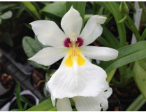 Miltonia / Stiefmütterchenorchidee