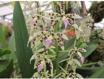 Epidendrum / Baumwurzler