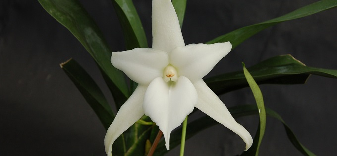 Angraecum Orchidee