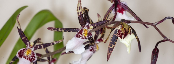 Beallara Torero Orchideen Jungpflanzen