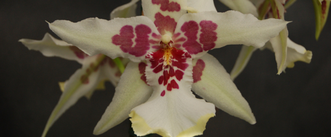 Mehrgattungshybriden Orchideen