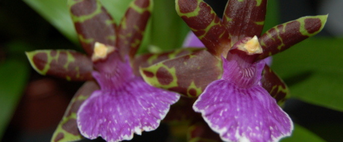Zygopetalum Orchideen Orchid