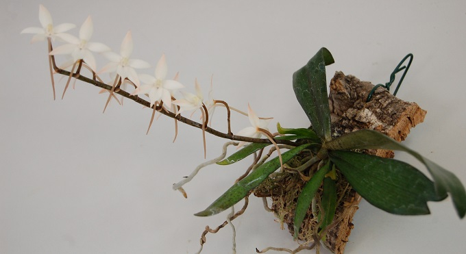 Aerangis is a growth-restricted and epiphytic growing