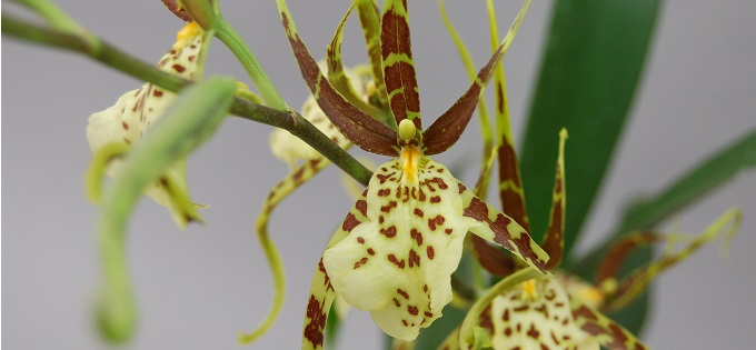 Orchideen Empfehlung