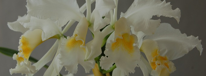 Neuheiten Orchideen