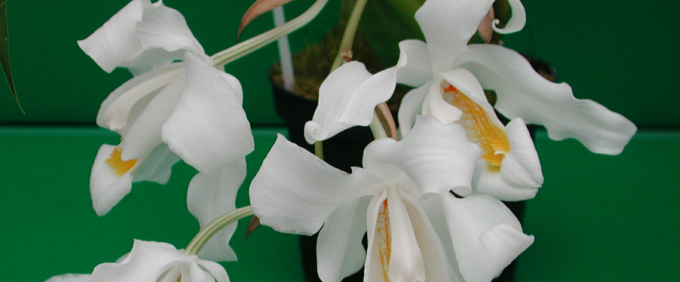 coelogyne Orchid Orchideen