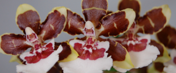 colmanara Orchidee Orchid