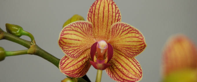 doritaenopsis Orchideen Orchid