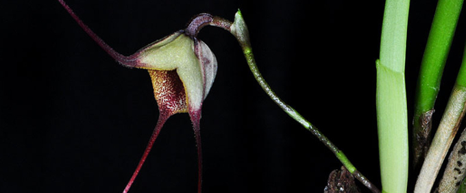 dracula Orchideen Orchid