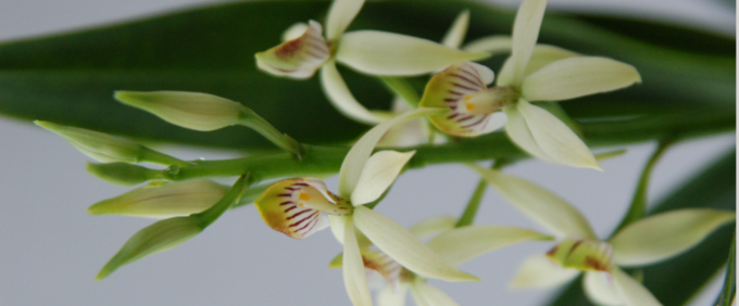 epidendrum Orchidee Orchid