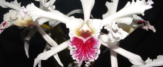 laelia Orchideen Orchid