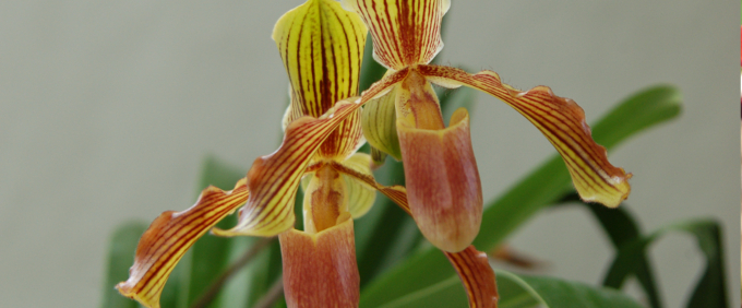 paphiopedilum baron komura Orchid